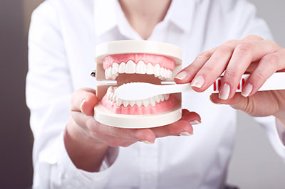 A person holding a tooth model with a dental pick, showcasing oral hygiene tools.